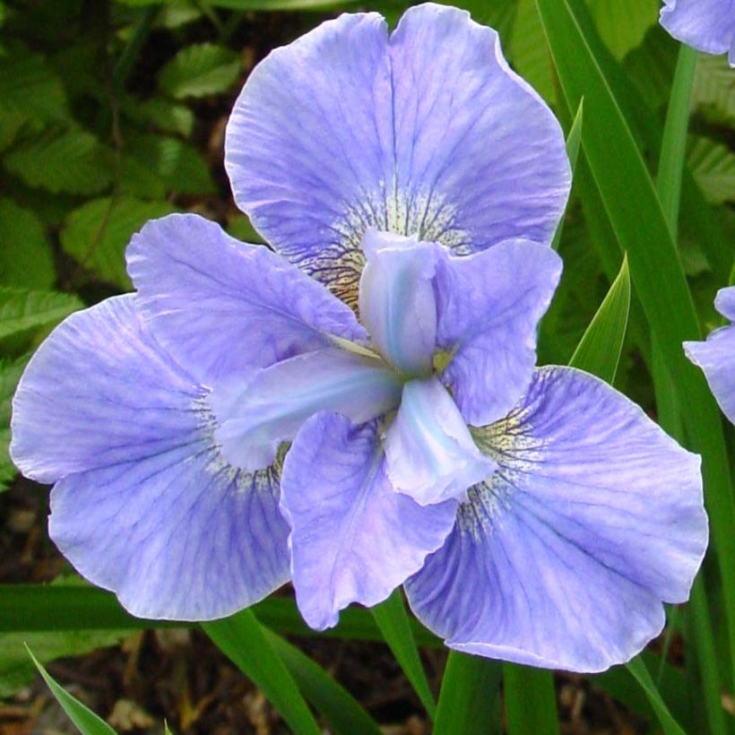Iris sibirica Dear Delight - Sibirische Schwertlilie (Flowering)