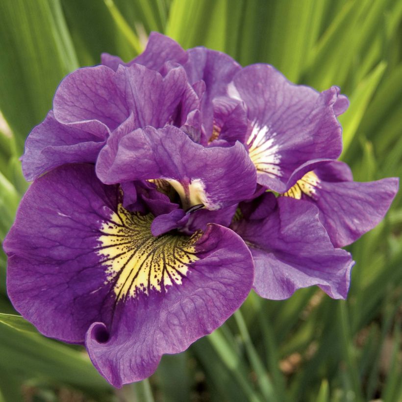 Iris sibirica Double Standard - Sibirische Schwertlilie (Flowering)