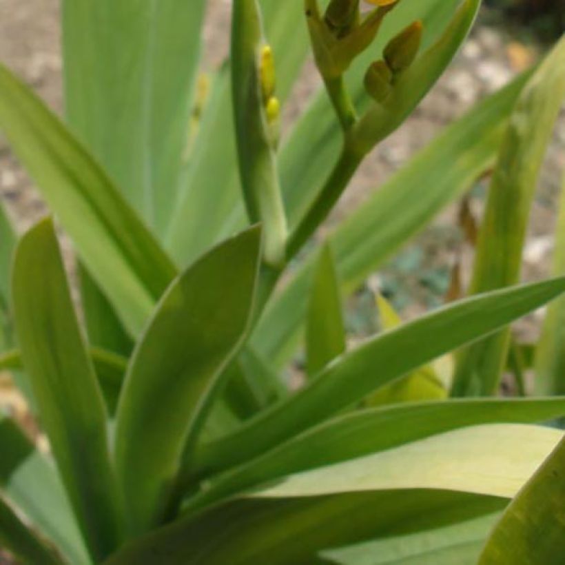 Belamcanda chinensis - Leopardenblume (Foliage)