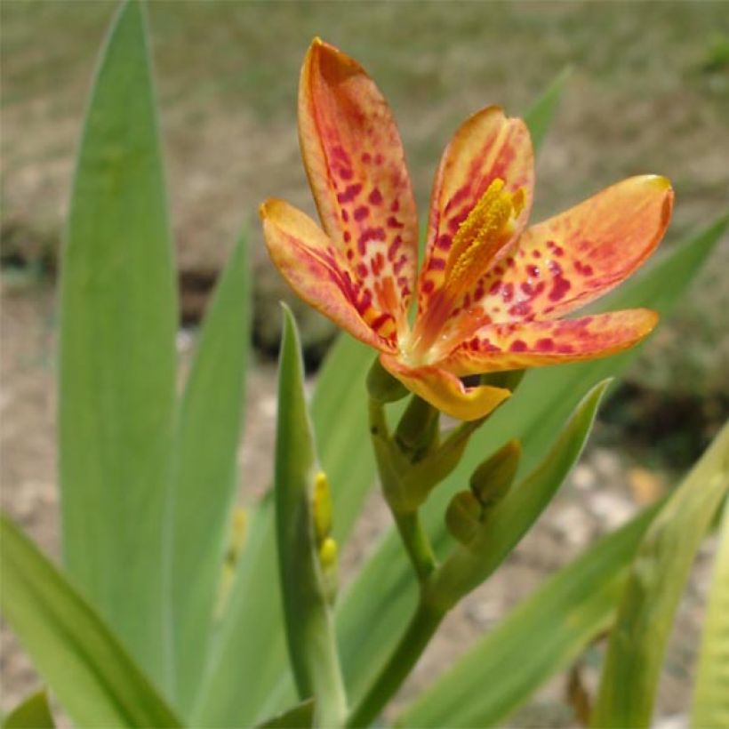 Belamcanda chinensis - Leopardenblume (Flowering)