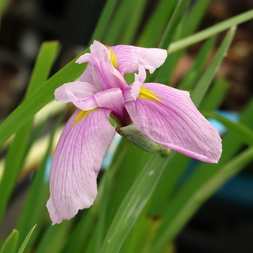 Iris laevigata Rose Queen - Asiatische Sumpf-Schwertlilie (Blüte)