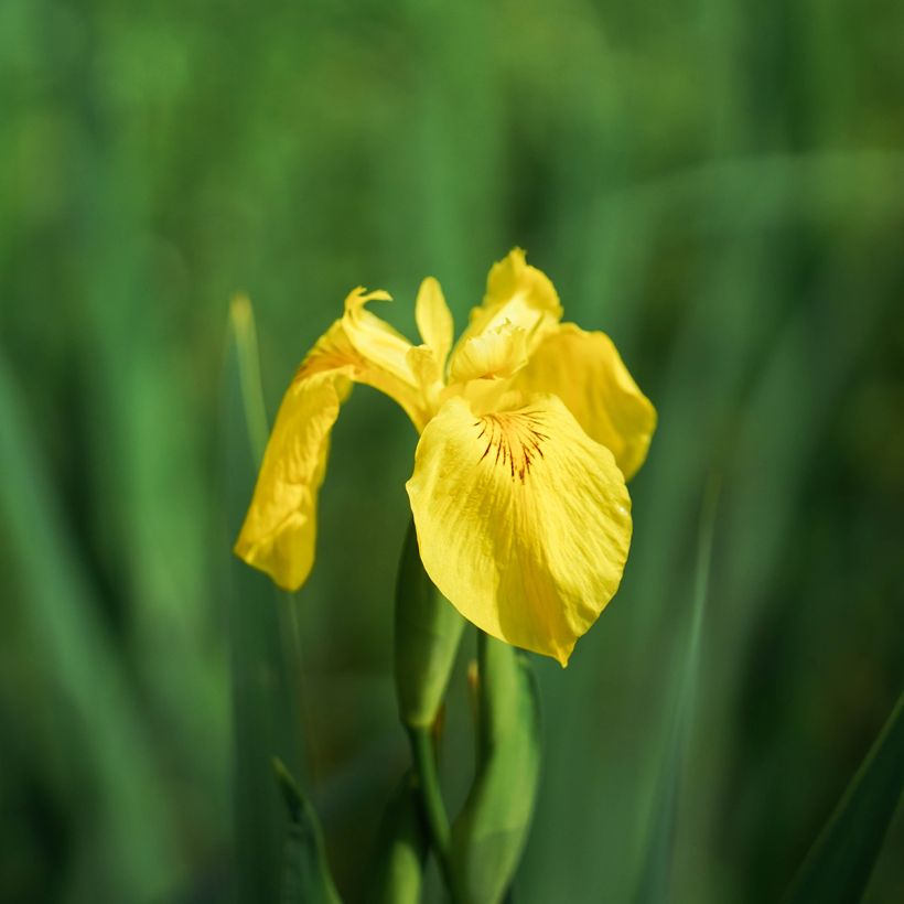 Iris pseudacorus Compact Form - Sumpf-Schwertlilie (Blüte)