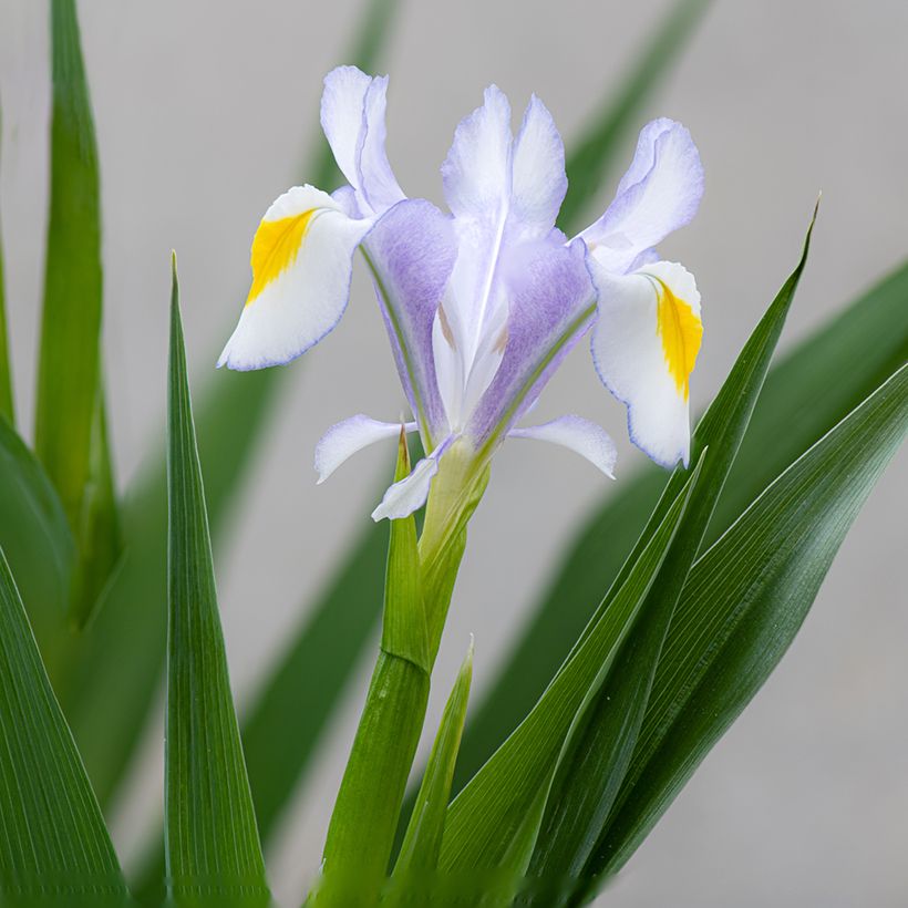 Iris magnifica - Großartige Schwertlilie (Flowering)