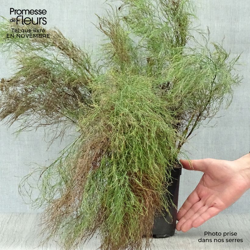 Example of Ischyrolepis subverticillata - Restio Topf mit 2L/3L as you get in automne