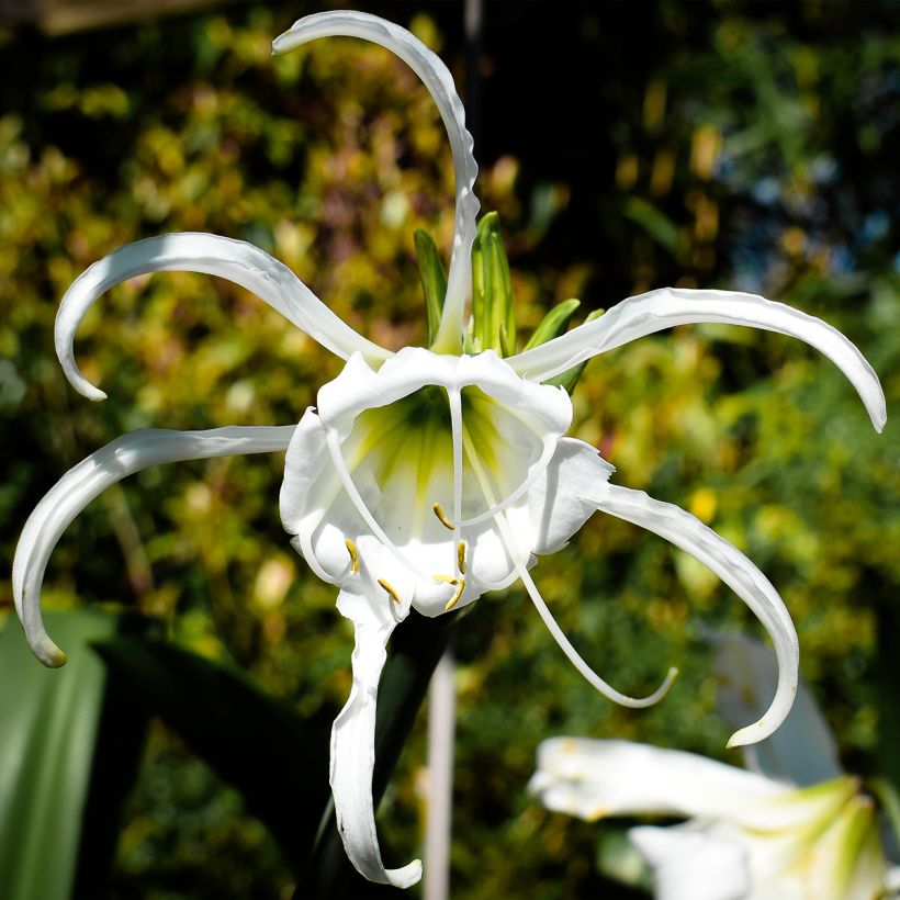 Hymenocallis festalis White - Schönhäutchen (Flowering)