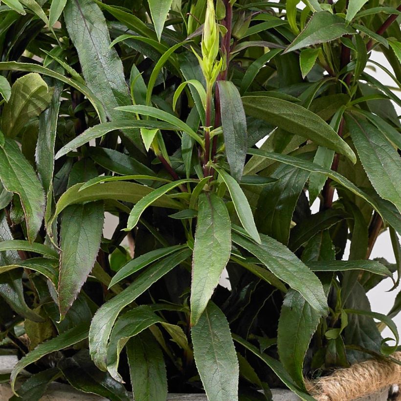 Isoplexis isabelliana Bella - Kanarischer Fingerhut (Foliage)