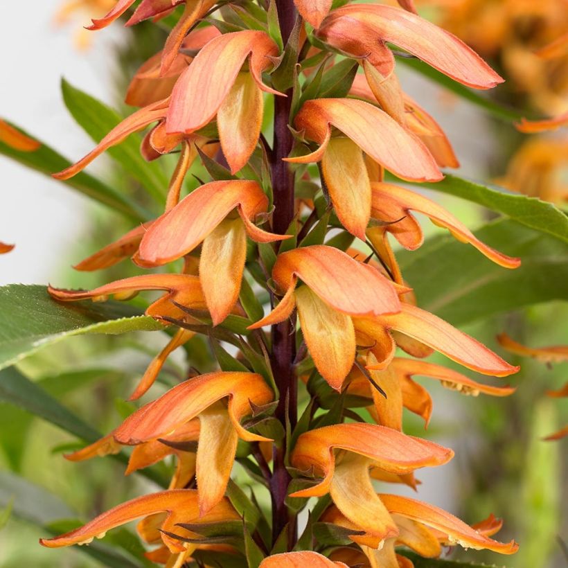 Isoplexis isabelliana Bella - Kanarischer Fingerhut (Flowering)