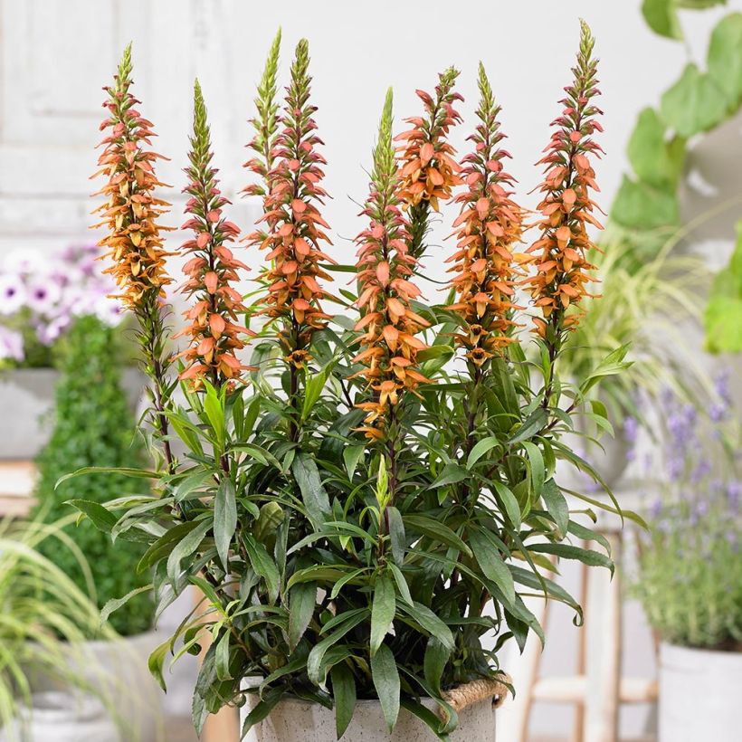Isoplexis isabelliana Bella - Kanarischer Fingerhut (Plant habit)