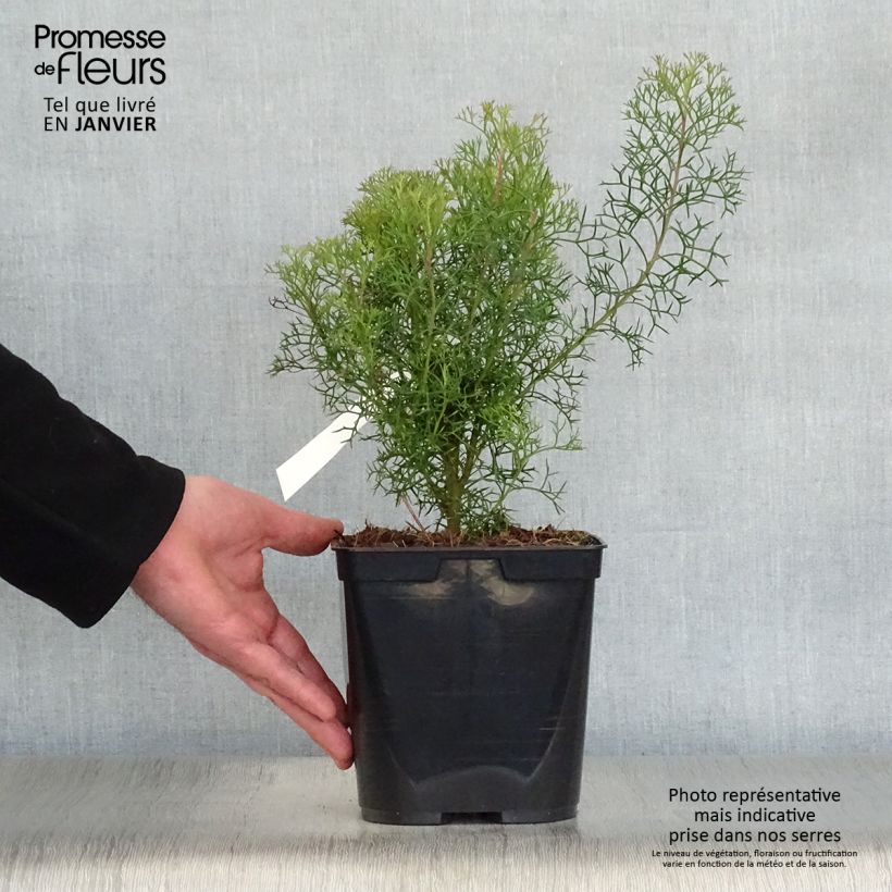 Exemplar von Isopogon formosus Topf mit 3L/4L wie im Winter geliefert