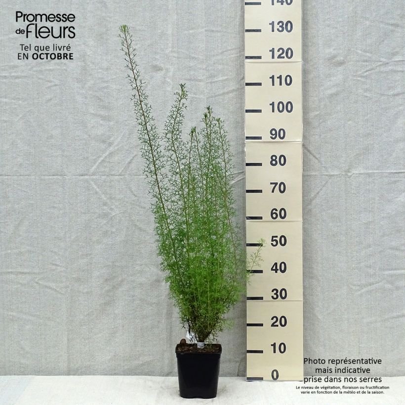 Example of Isopogon formosus Topf mit 3L/4L as you get in automne