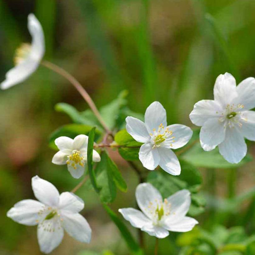 Isopyrum thalictroides - Muschelblümchen (Flowering)