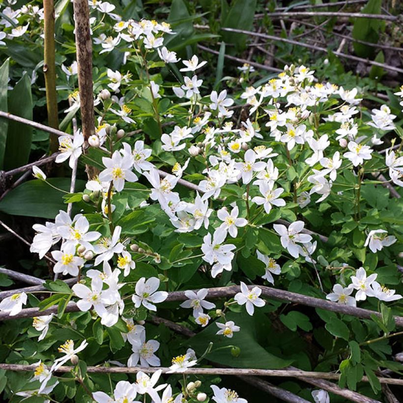 Isopyrum thalictroides - Muschelblümchen (Plant habit)
