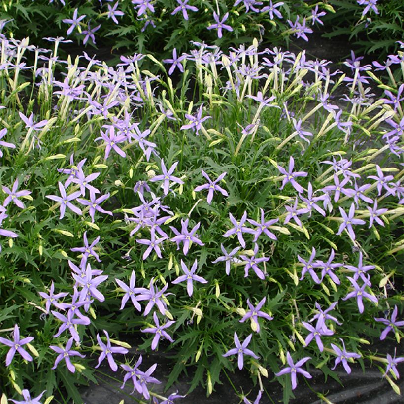 Isotoma axillaris Tristar Deep Blue - Schein-Lobelie (Flowering)