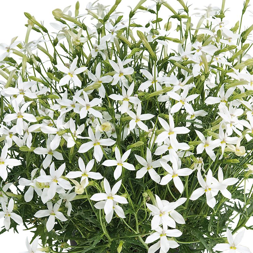 Isotoma Wendy's White - Schein-Lobelie (Flowering)