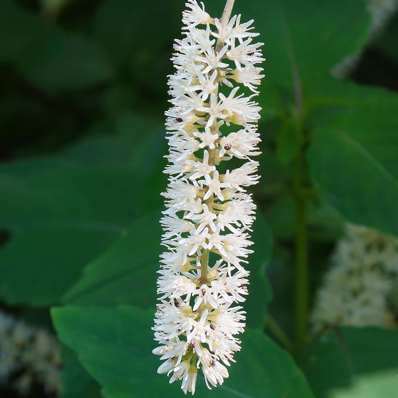 Itea virginica Love Child - Viriginische Rosmarinweide (Flowering)