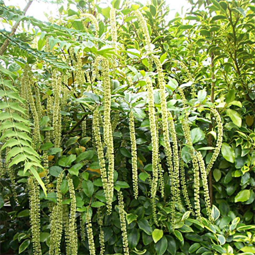 Itea ilicifolia - Stechpalmenblättrige Rosmarinweide (Plant habit)