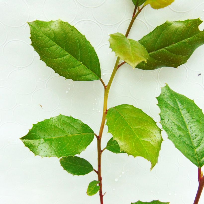 Itea ilicifolia - Stechpalmenblättrige Rosmarinweide (Foliage)