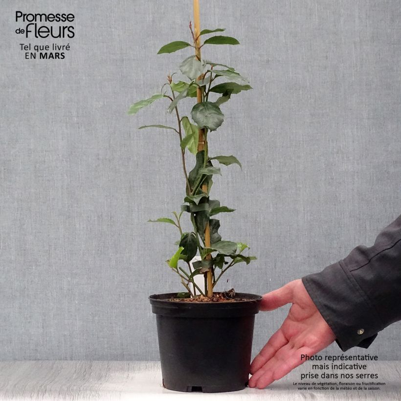 Exemplar von Itea ilicifolia - Stechpalmenblättrige Rosmarinweide Topf mit 2L/3L wie im Frühjahr geliefert