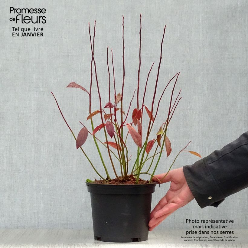 Exemplar von Itea virginica Henry's Garnet - Viriginische Rosmarinweide Topf mit 2L/3L wie im Winter geliefert