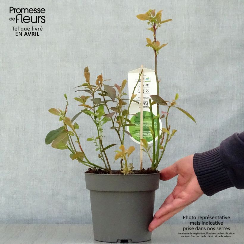 Exemplar von Itea virginica Henry's Garnet - Viriginische Rosmarinweide Topf mit 2L/3L wie im Frühjahr geliefert