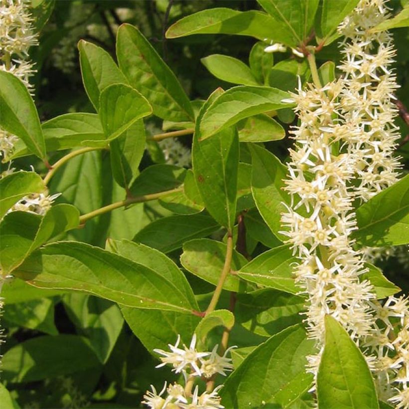 Itea virginica Little Henry - Viriginische Rosmarinweide (Foliage)