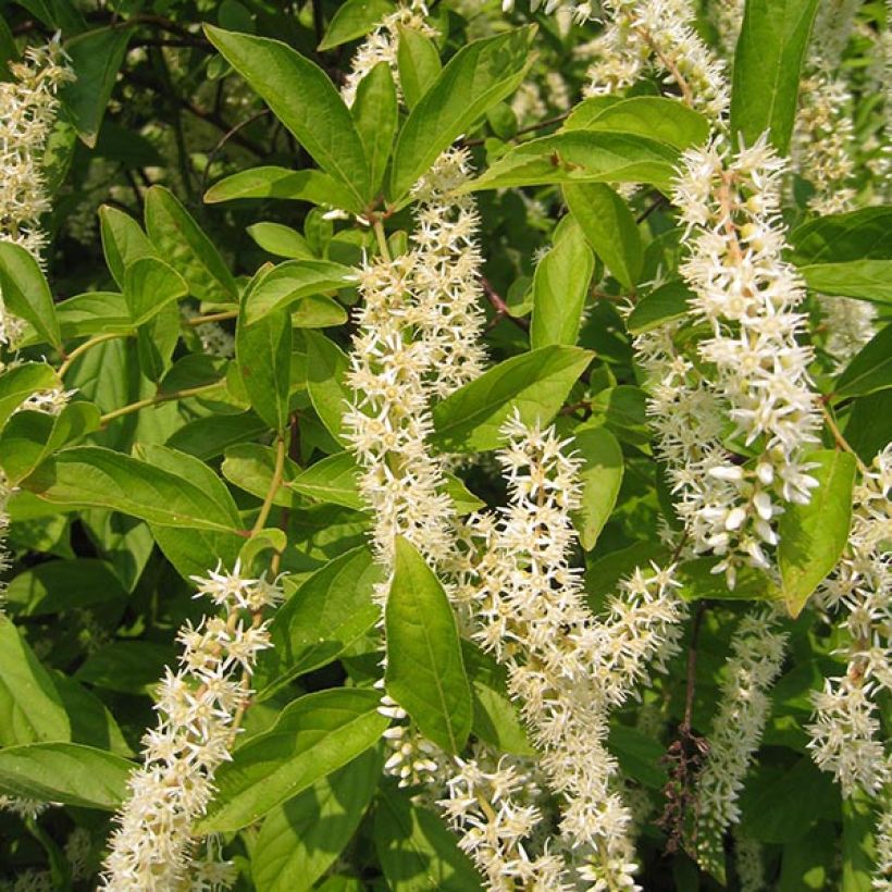 Itea virginica Little Henry - Viriginische Rosmarinweide (Flowering)