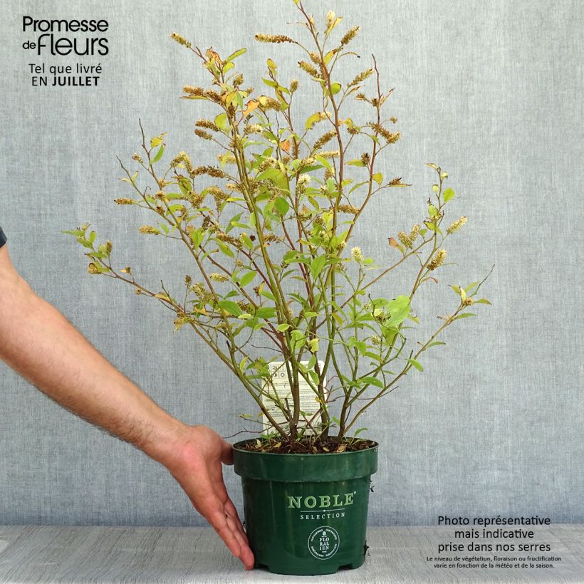 Exemplar von Itea virginica Little Henry - Viriginische Rosmarinweide Topf mit 3L/4L wie im Sommer geliefert
