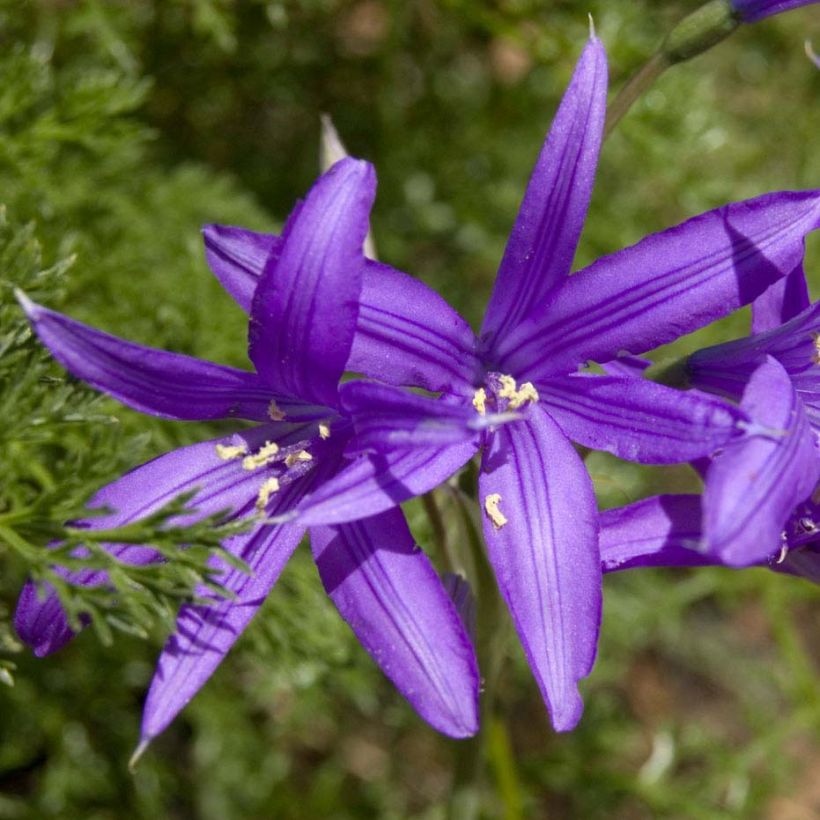 Ixiolirion tataricum - Blaulilie (Flowering)