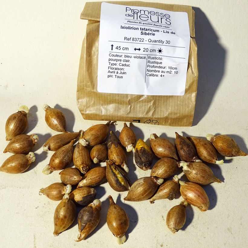 Example of Ixiolirion tataricum - Blaulilie Zwiebel size 4+ as you get
