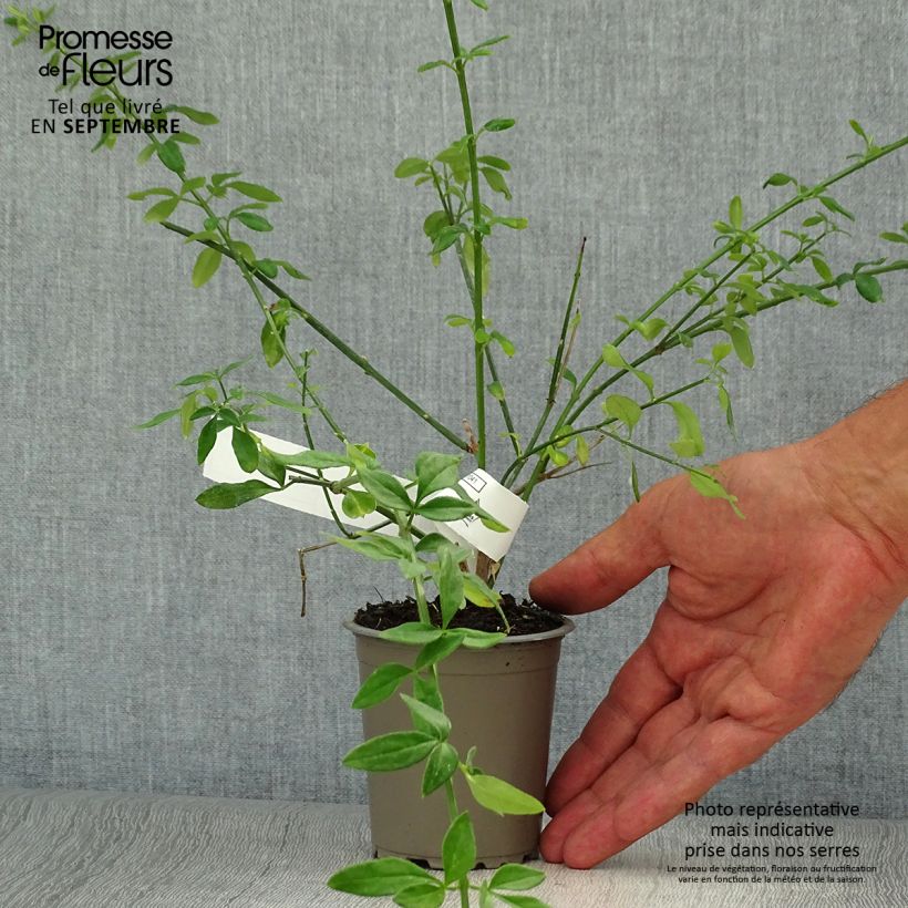 Example of Jasminum nudiflorum - Winter-Jasmin Kleine Töpfe von 8/9 cm as you get in automne