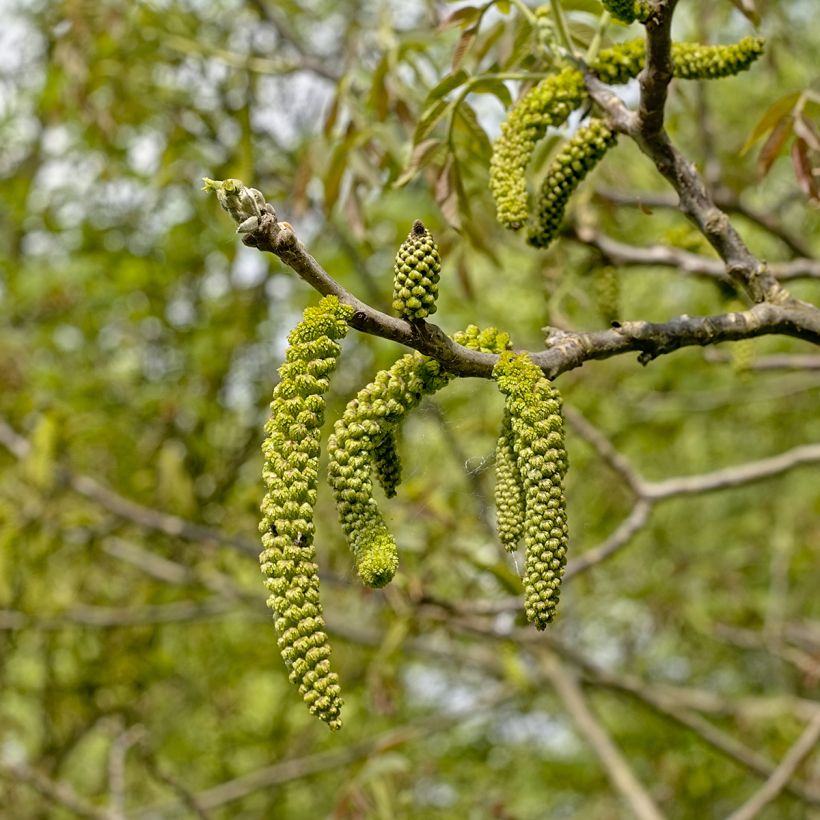 Schwarznuss - Juglans nigra (Flowering)