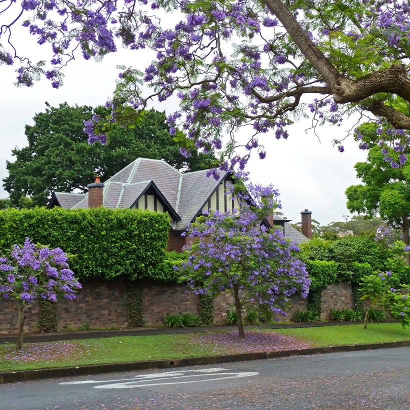 Jacaranda mimosifolia - Palisanderholzbaum (Plant habit)