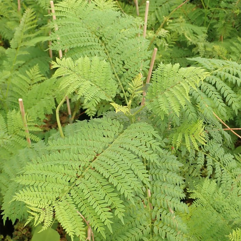 Jacaranda mimosifolia - Palisanderholzbaum (Foliage)