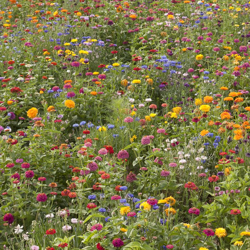 Blumenwiese mit niedrigen Blumen Schönes Frankreich (Plant habit)