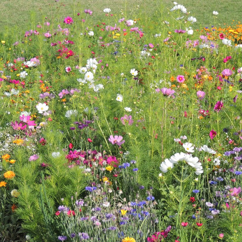 Hohe Blumenbrache Farben Frankreichs, französische Produktion (Plant habit)