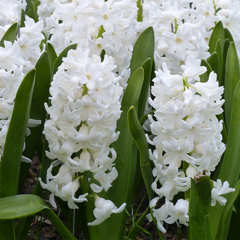 Hyazinthe Aiolos (Flowering)