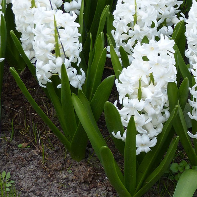Hyazinthe Aiolos (Plant habit)