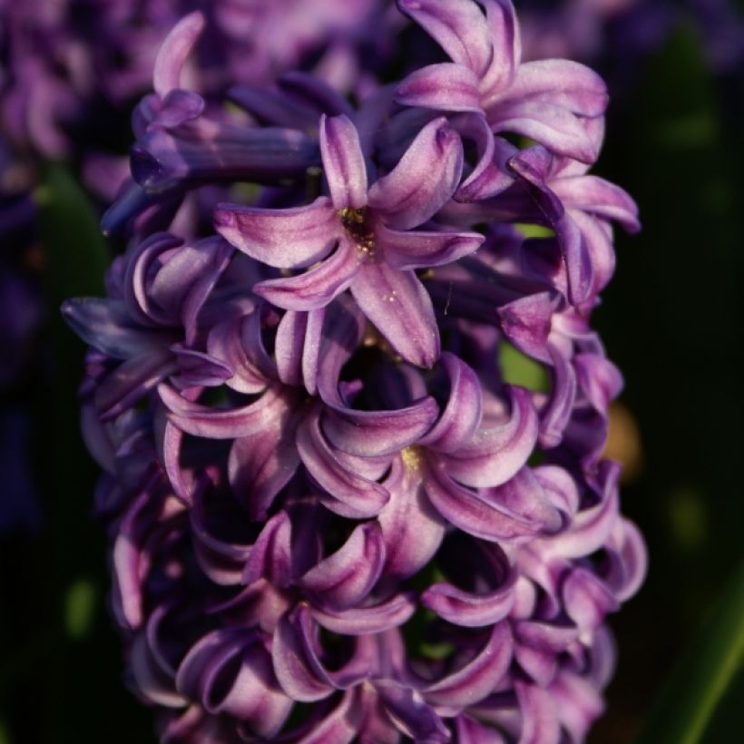 Hyazinthe Atlantic (Flowering)