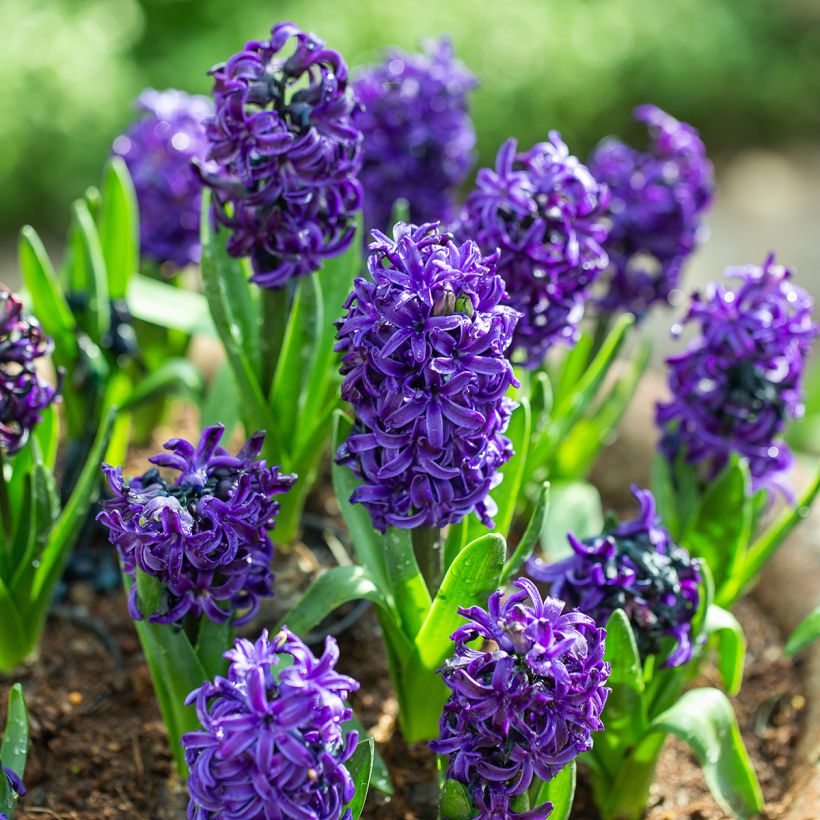 Hyazinthe Atlantic (Plant habit)