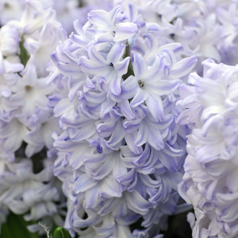 Hyazinthe Blue Eyes (Flowering)