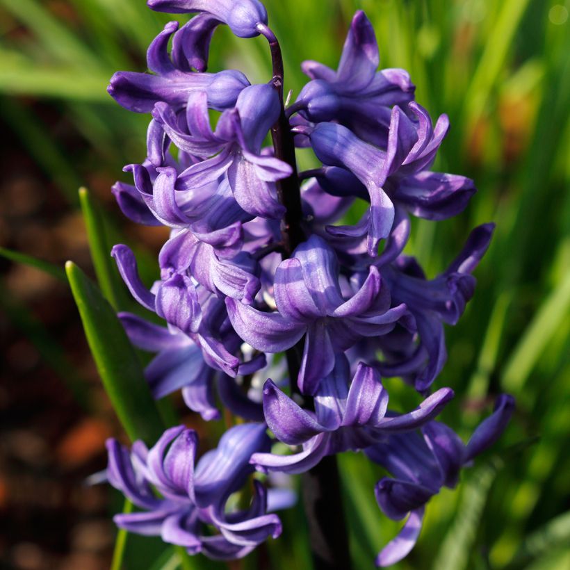 Hyazinthe Blue pearl (Flowering)