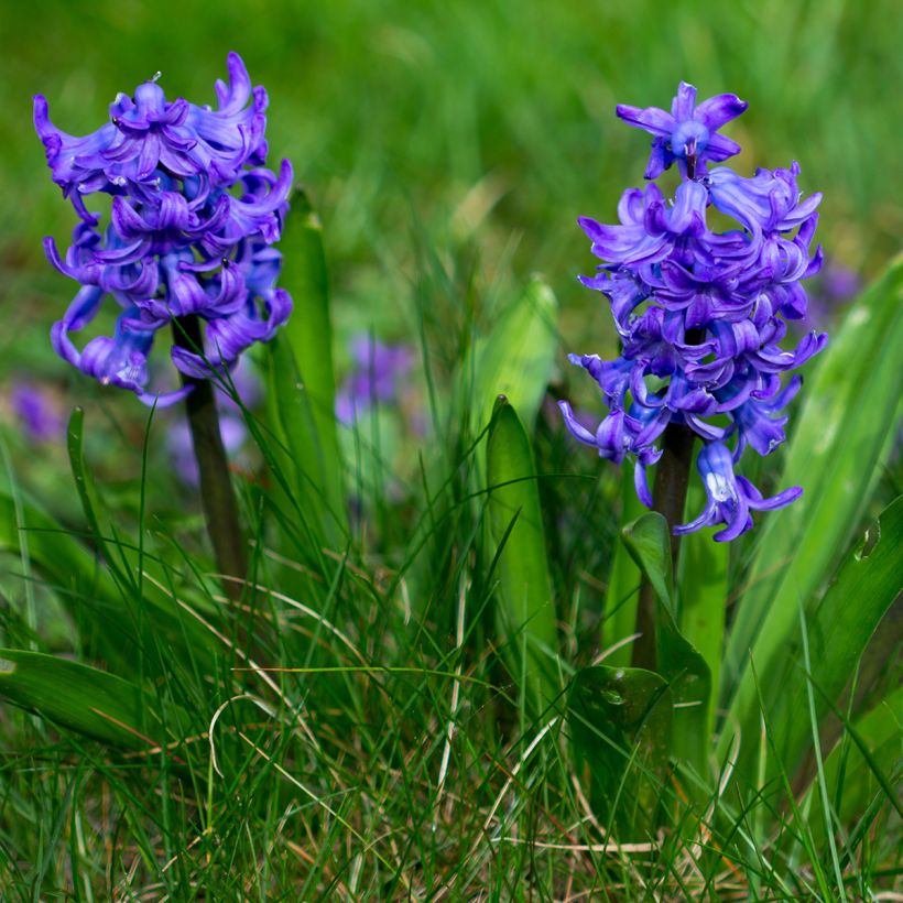 Hyazinthe Blue pearl (Plant habit)
