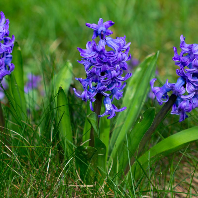 Hyazinthe Blue Pearl - Zwiebel zum Treiben vorbereitet (Plant habit)