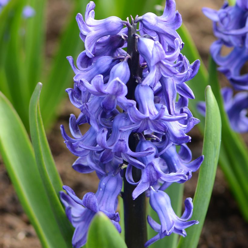 Hyazinthe Blue star (Flowering)