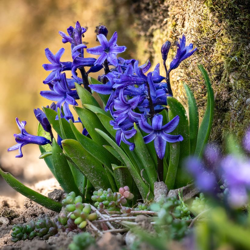 Hyazinthe Blue star (Plant habit)