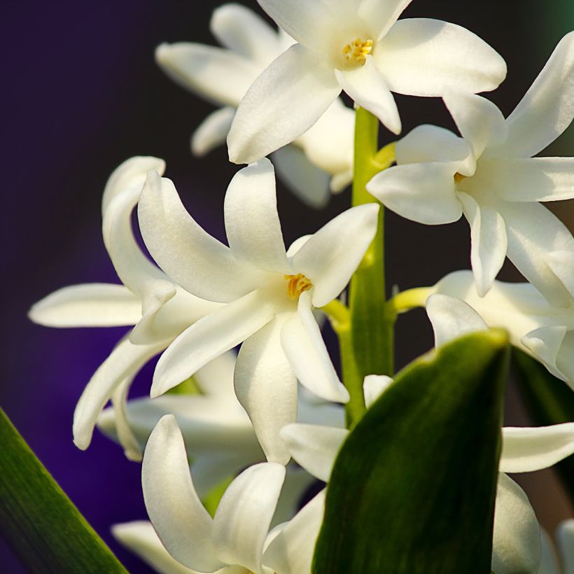 Hyazinthe Carnegie (Flowering)
