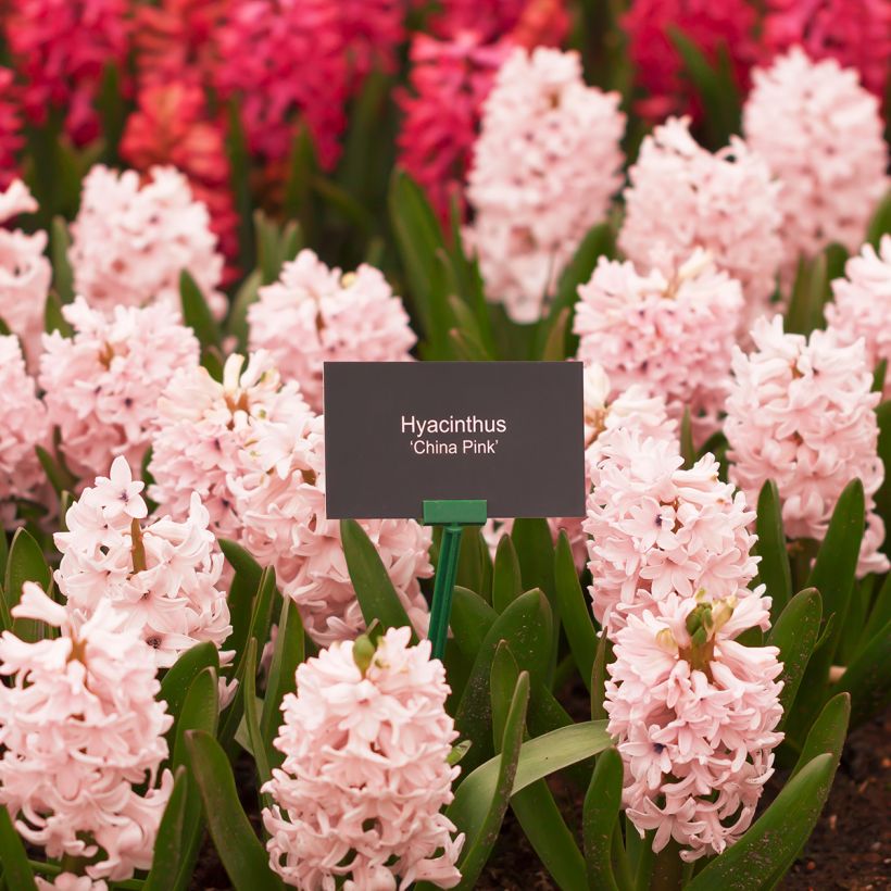 Hyazinthe China Pink (Plant habit)
