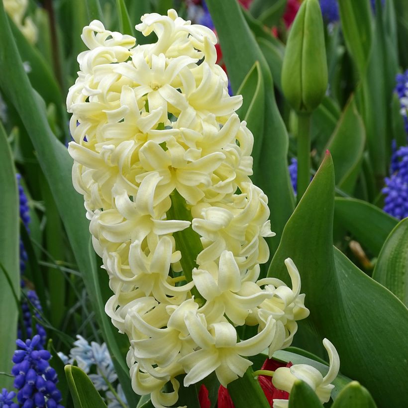 Hyazinthe City of Haarlem (Flowering)