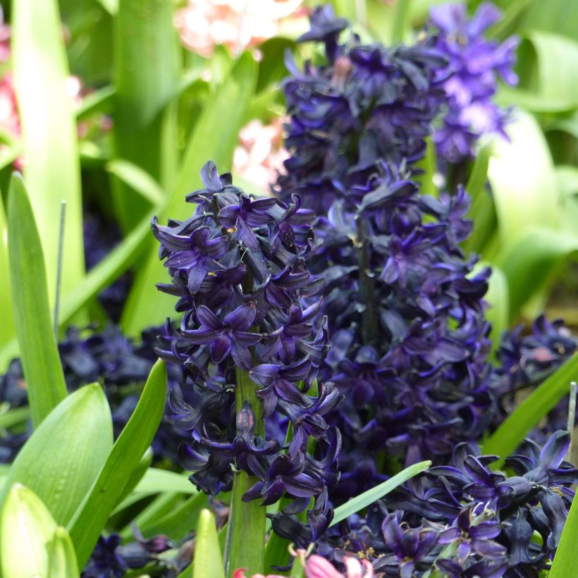Hyazinthe Dark Dimension (Flowering)