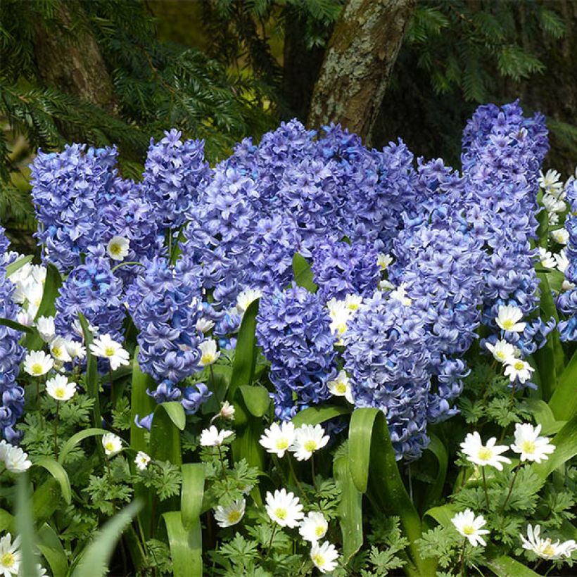 Hyazinthe Delft Blue - Zwiebel zum Treiben vorbereitet (Flowering)